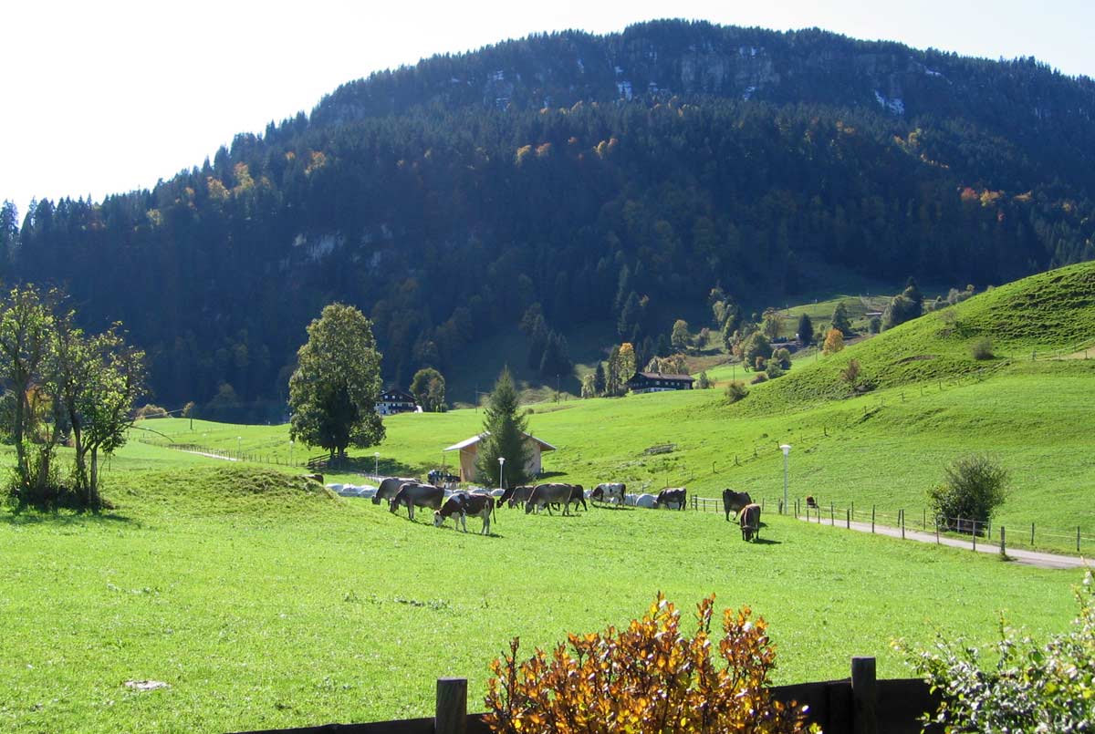 Unsere Kühe Landhaus Berktold Obermaiselstein | Allgäu
