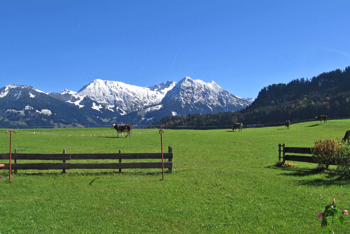 Kuhweide am Haus