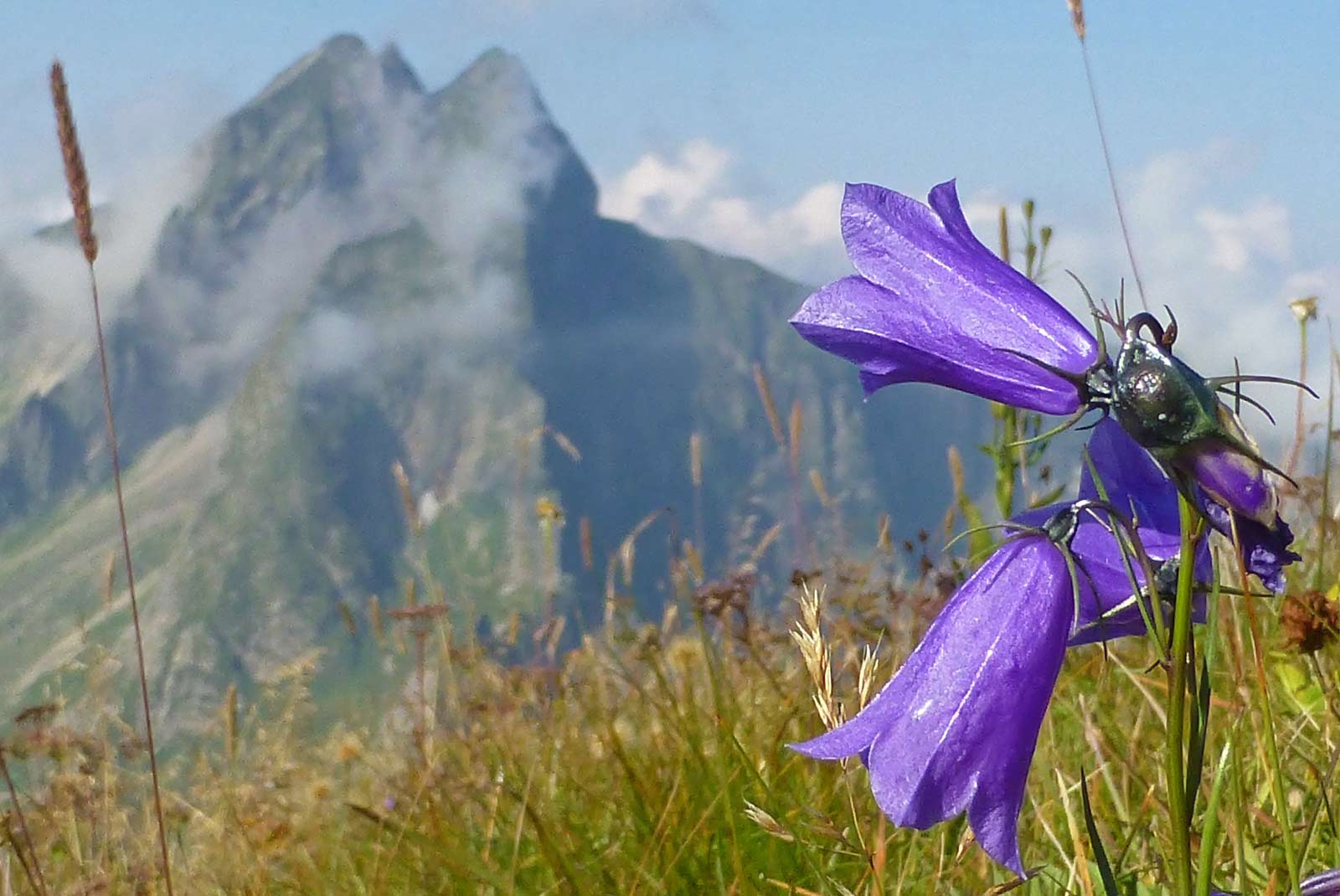 Blumenwiese im Allgäu