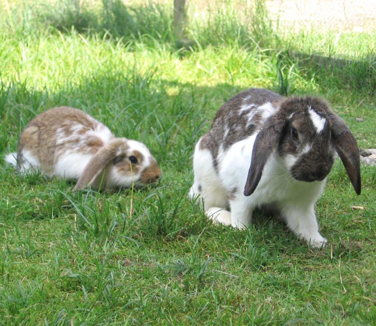 Unsere Hoftiere für Kinder | Landhaus Berktold